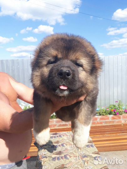 Щенки кавказской овчарки