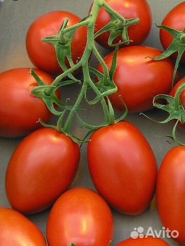 Семена Томата 