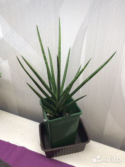 Сансевиерия францизи(francisii)