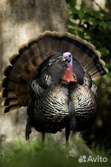 Яйцо инкубационное индейки и др. с/х птицы