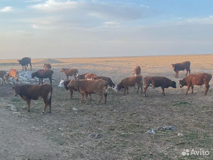 Бычки коровы