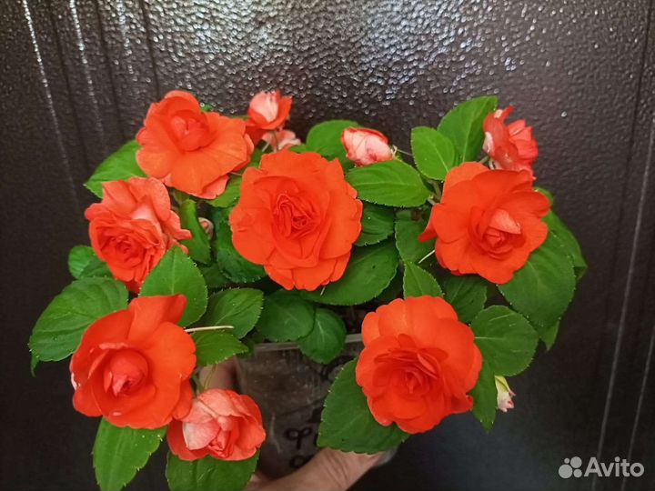 Красивые бальзамины