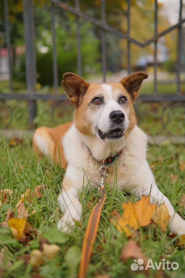 Собака в добрые руки