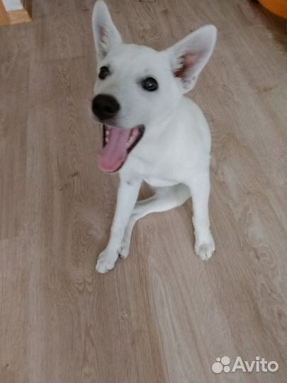 Щенок бесплатно