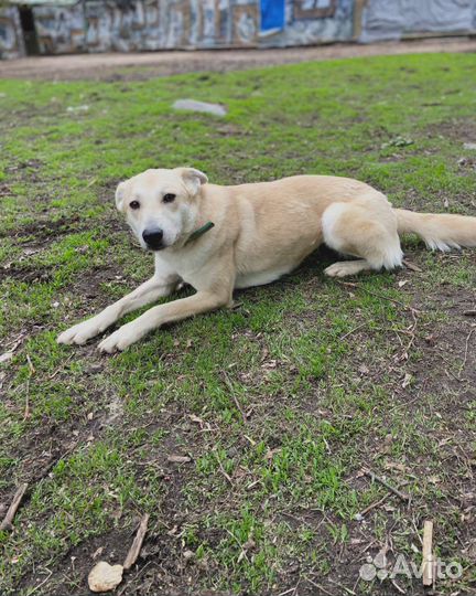 Собака грустит в приюте