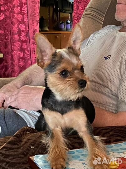 Йоркширский+русский терьер