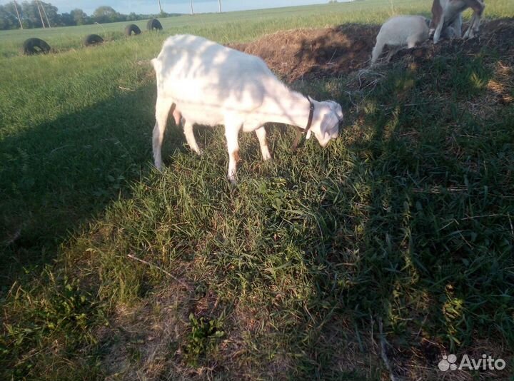 Коза дойная