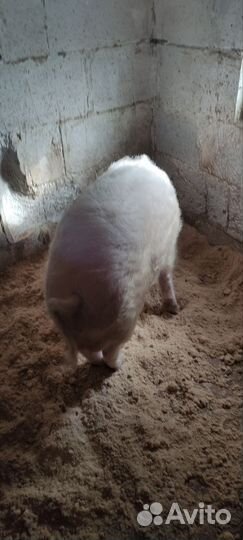 Кабан на племя