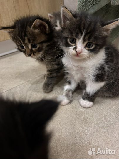 Котята мейн-кун метис