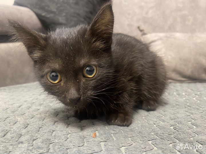 Найдена кошка