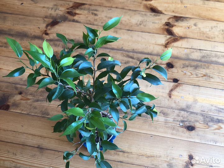 Фикус Бенджамина или Наташа