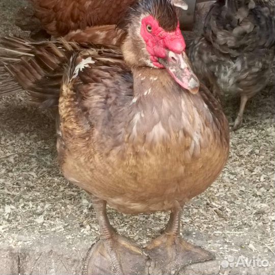 Домашние куриные и утиные яйца