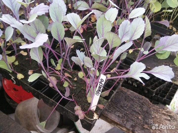 Рассада капусты