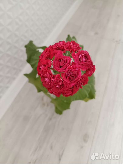 Пеларгония