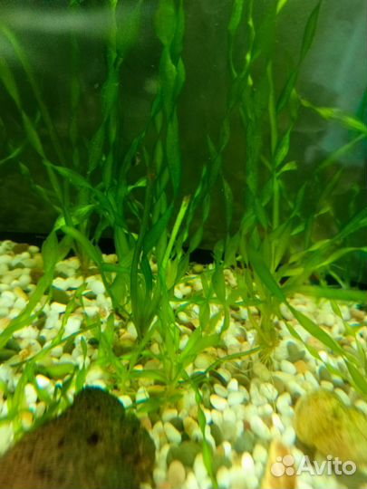 Валиснерия спиральная