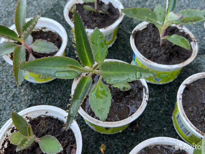 Каланхоэ живое дерево