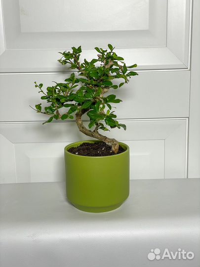 Бонсай кармона 33 см дерево подарок букет