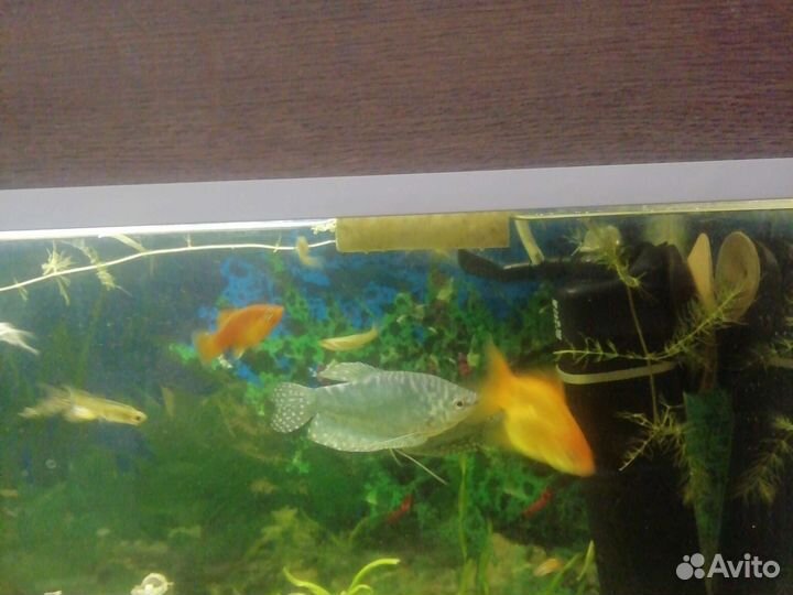 Аквариум с рыбками и полная комплектация