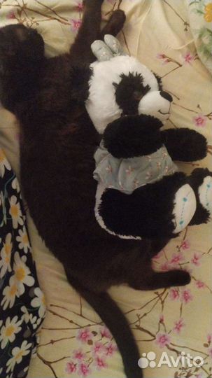 Отдам кота в добрые руки