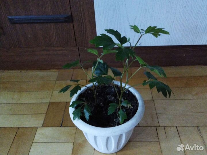 Бегония, циссус, клеродендрум