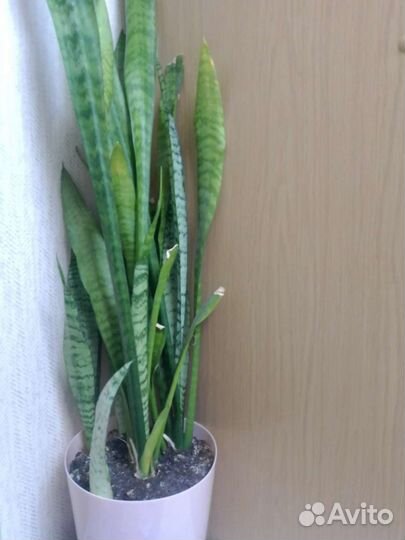 Сансевиерия щучий хвост