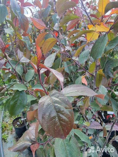 Яблоня роялти