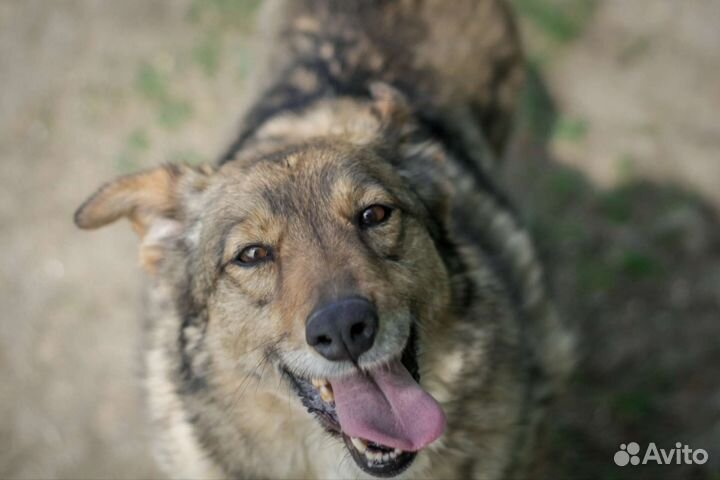 Небольшая собака Зея