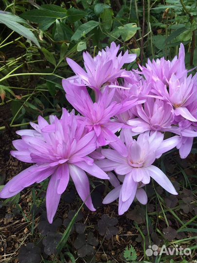 Навоз конский в мешках