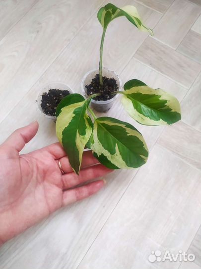 Сциндапсусы