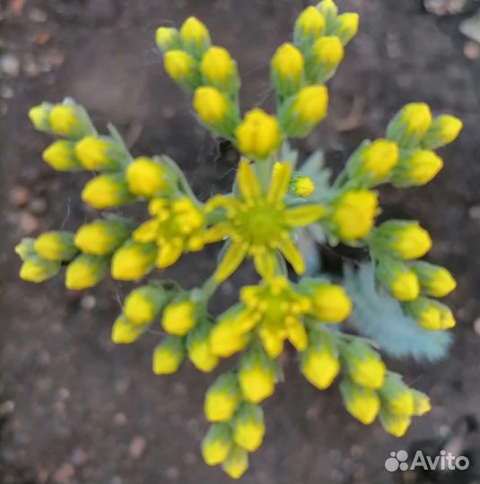 Почвопокровные растения