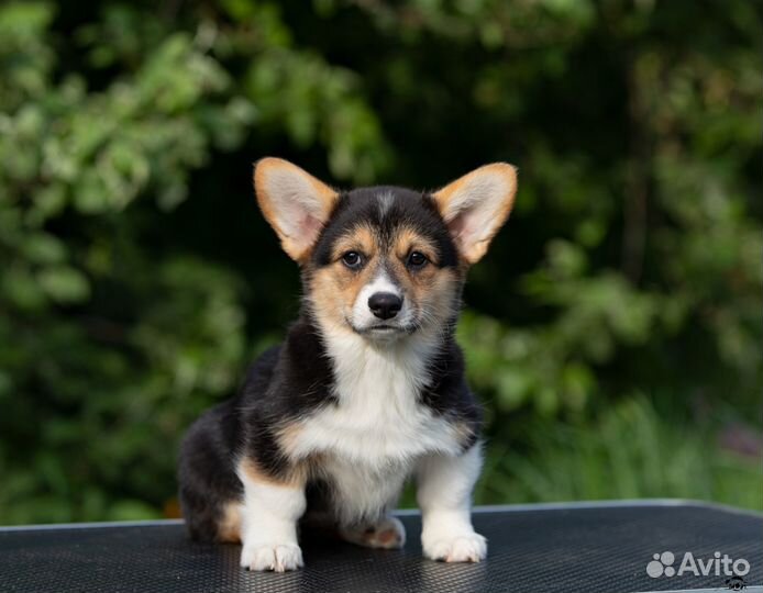 Куколки-девчата