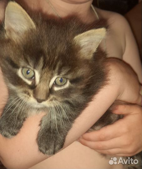 Котята мейн-кун бесплатно