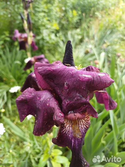 Ирисы бородатые