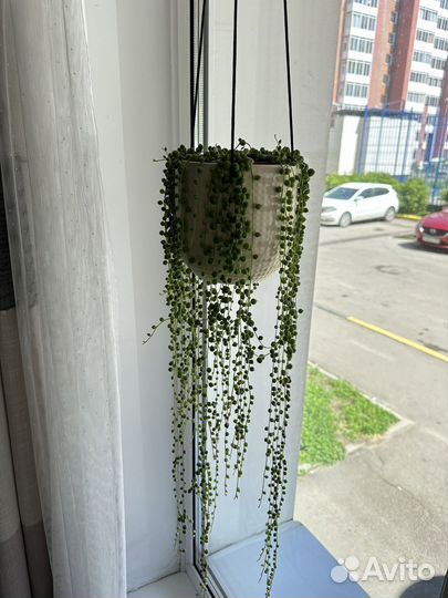 Крестовник роули