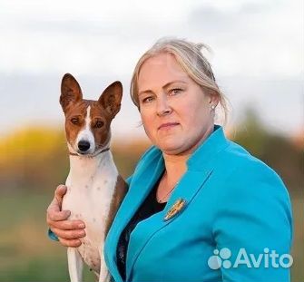 Щенки басенджи для лучших хозяев