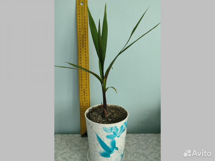 Бутылочная пальма Hyophorbe lagenicaulis