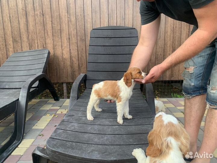 Бретонский эпаньоль щенки