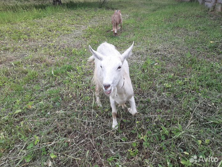 Козы,козочка