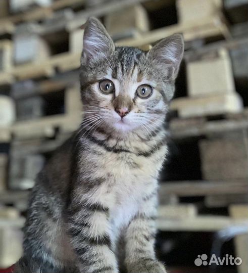 Спасеныш кошечка Хатикр в добрые руки