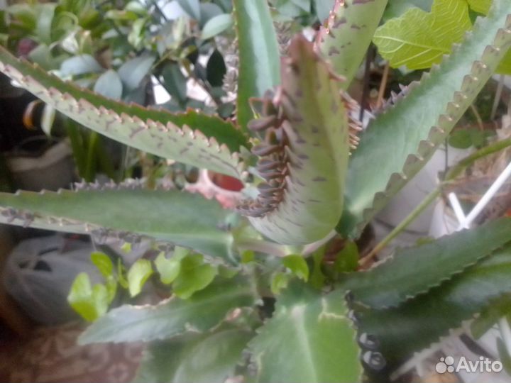 Каланхоэ и другие лекарственные растения