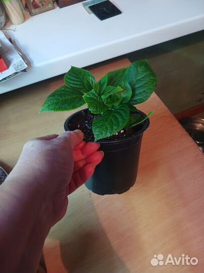 Гортензия крупнолистная саженцы