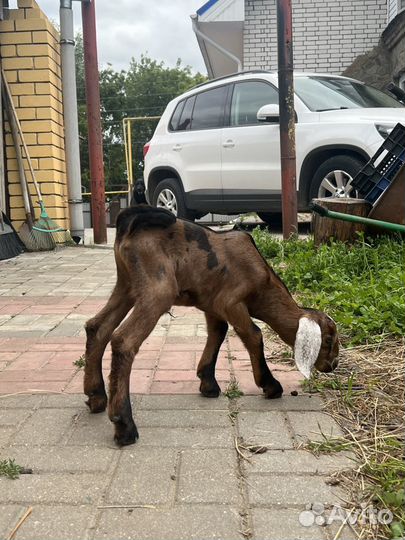 Англо нубийские козлята 100%