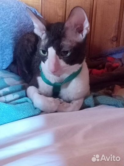 Вязка. Побалуйте вашу кошечку