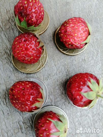 Земклуника Пенелопа. окс