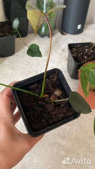 Комнатные цветы антуриум