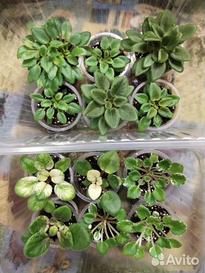 Мини фиалки