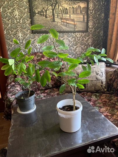 Лимоны комнатные