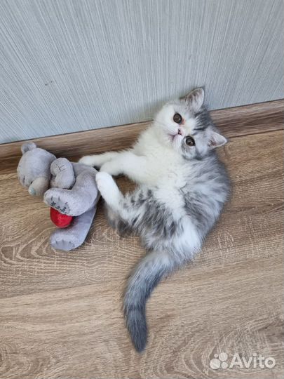 Кошечка-экзот шоу-класса