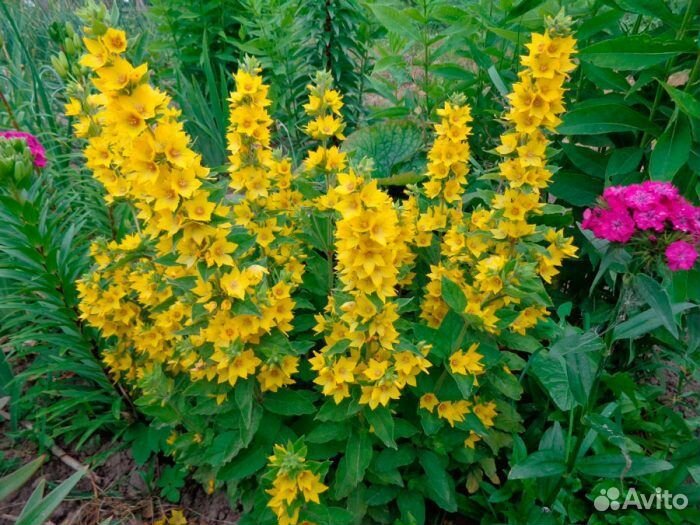 Астра Старлайт, вербейник, мята Шоколад, Чабрец