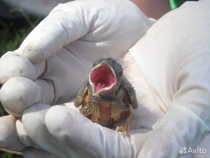 Мучник, корм для стрижа и других